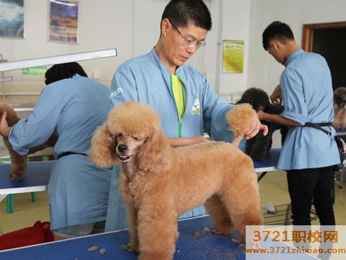 宠物护理师工资、宠物美容师工资