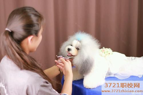 宠物美容师一个月多少钱