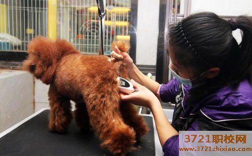 开一个宠物店大概需要多少钱