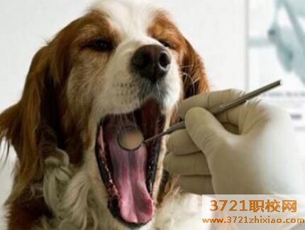 开宠物店需要具备哪些条件