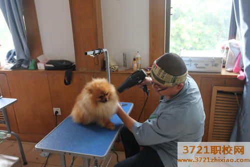 宠物行业有哪些证书可以考