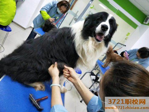 宠物护士资格证、宠物美容师证书、宠物美容师资格证、宠物培训师资格证