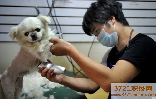 宠物健康护理员资格证、宠物健康护理员证怎么考