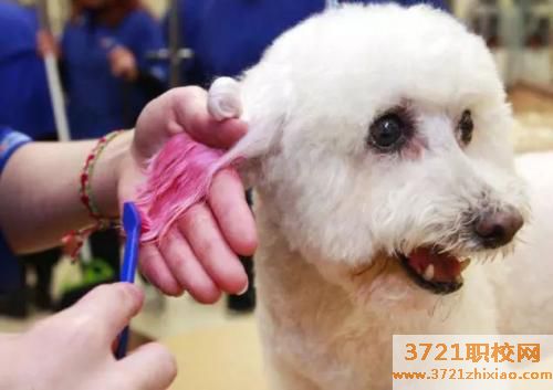宠物美容怎么学