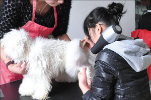 宠物美容师培训教程