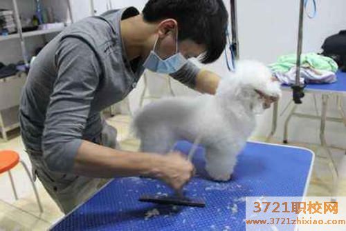 宠物美容师要学多久