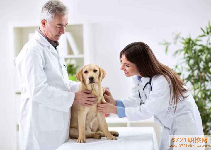 宠物医生可以自考吗