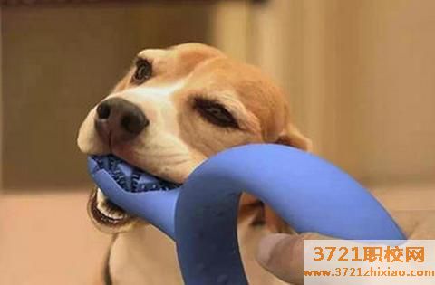 宠物医院护士需要什么条件