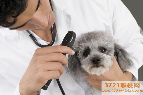 宠物培训学校前十