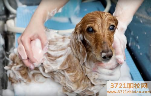 宠物学校正规多少钱、宠物学校正规学费多少钱