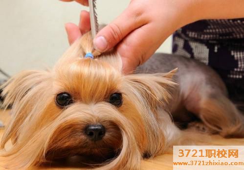 宠物医生培训学校需要什么文凭