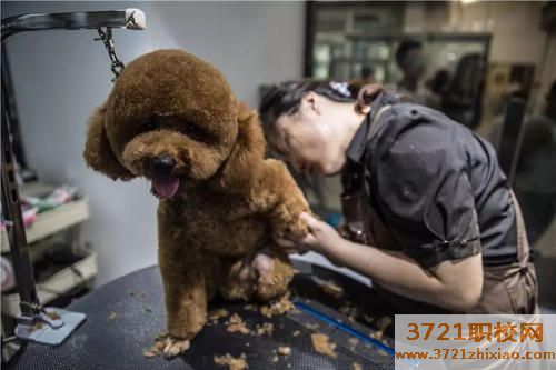 国内最大的宠物学校是哪