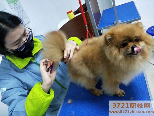 全国前十宠物美容学校