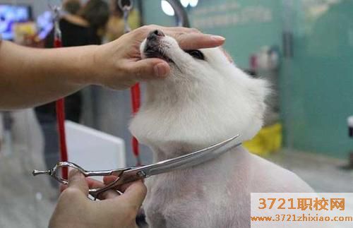 中国最好宠物美容学校