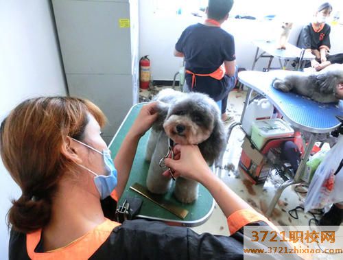 宠物护理是干什么的