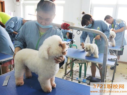 宠物店基本宠物护理