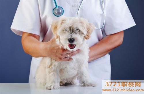 济南畜牧兽医专业那个学校比较好