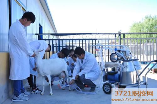 济南兽医学校宠物专业多少分