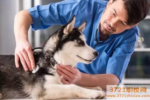 济南兽医学校宠物专业学校有哪些