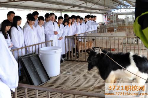 济南成人畜牧兽医学校短期培训