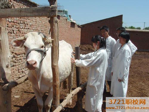 济南短期兽医培训班