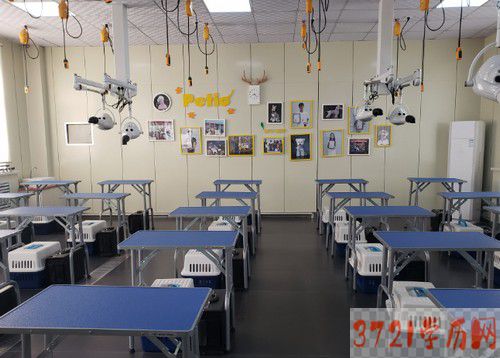 【哈尔滨卫生学校】黑龙江医药卫生职业学校宠物养护与经营专业